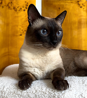 Kimba